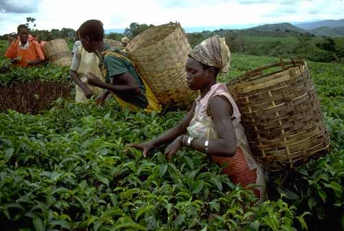PERSPECTIVES INTERNATIONAL : L’agriculture une affaire de femmes