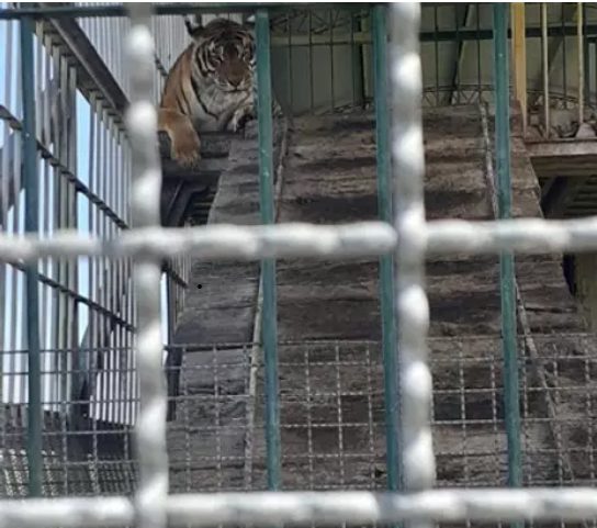 L'aventure continue : Train Tigers Rescue 